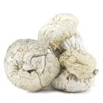 Shrooms - Iceberg