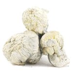 Shrooms - Jack Frost