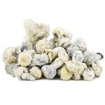 Wholesale - Shrooms - Jack Frost