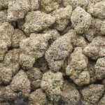 Wholesale - Strawberry Gelato - Craft