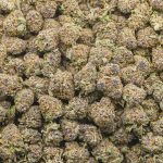 Alaska Thunder Grape AAAA Popcorn - Hybrid