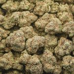 Wholesale - Lemon OG - AA