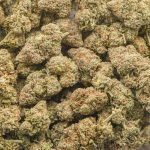 Wholesale - MAC N Cheese - AA