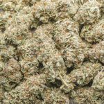 Wholesale - Jedi Kush - Craft