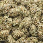 Jungle Cake AAAA - Hybrid - Image 3