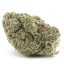 buy-weed-online-dispensary-black-tuna-aaaa-hybrid-nug.jpg